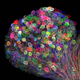 Imagen para el artículo titulado Las fotos ganadoras del concurso de microfotografía Nikon Small World te harán dudar de la realidad
